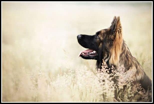 רועה גרמני חמוד לחיות מחמד כלב יהלומי ציור ערכות למבוגרים, נוף בעלי החיים 5 ד קריסטל יהלומי אמנות עם