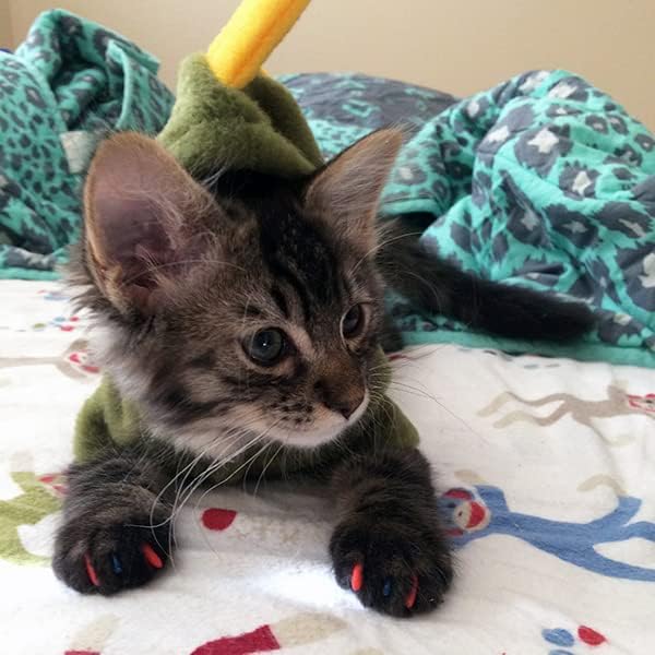 די טפרי 1 שנה חתיכה רך נייל כובעי עם דבק עבור חתול טפרי-תלתן ירוק קטן